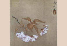 速水御舟-八重桜（枝折桜）